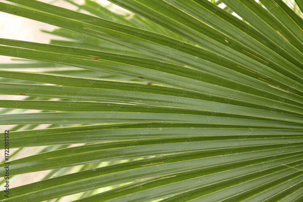 Obraz premium green palm leaf