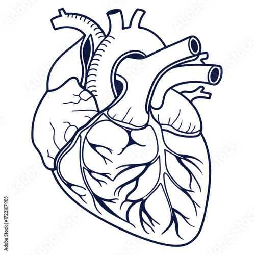 Anatomical Heart Illustration: Detailed Vascular Structure and Chambers Depicted in Line Art.