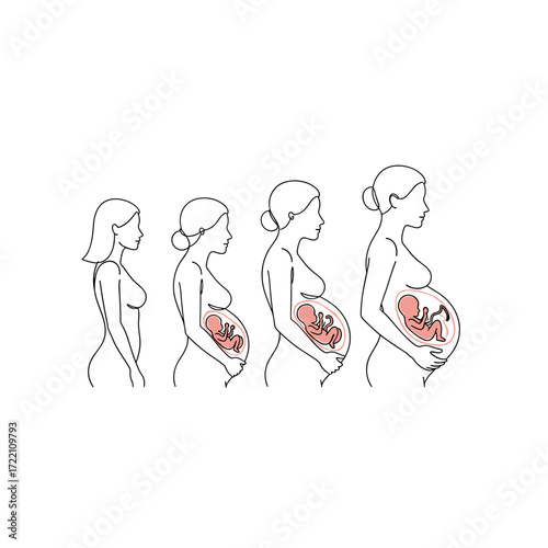Illustrating the incredible journey of fetal development through pregnancy stages.