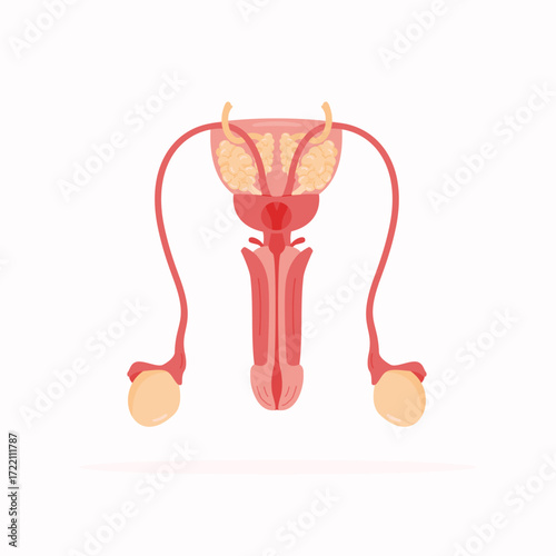 Healthy male anatomy reproductive system in flat style, medical and healthcare concepts