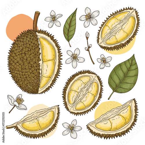 An illustration of a durian fruit cut open with its segments and flowers.
