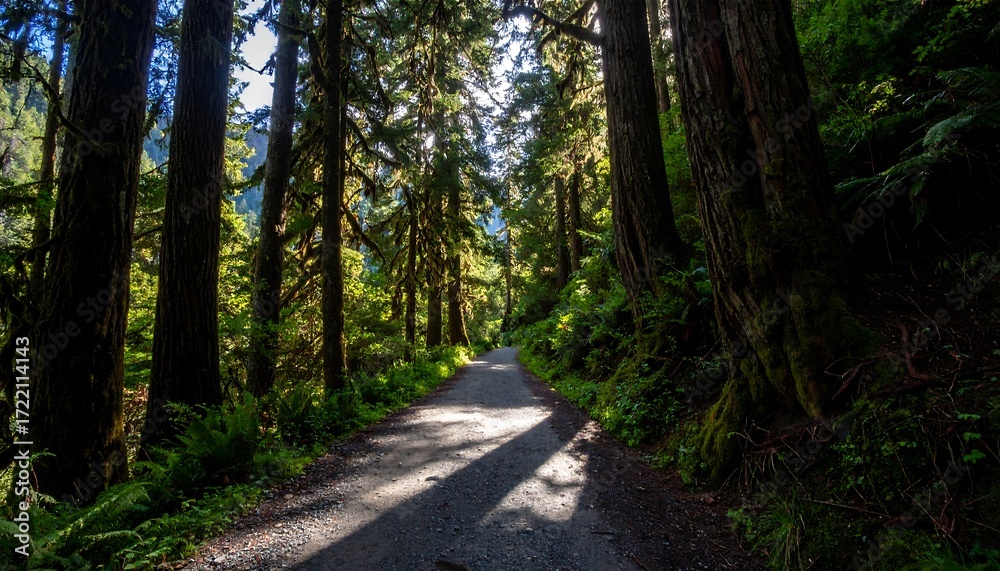 Obraz premium Forest Path Sunlight.