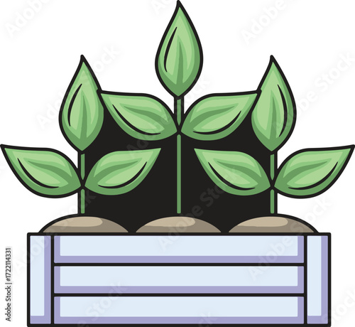 Seedlings in a planter box