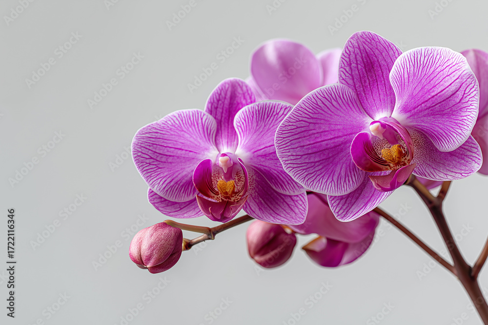 Obraz premium A close-up of a striped purple Moth Orchid with unopened buds on a plain background. Symbolizes rare beauty, elegance, love, and refinement.