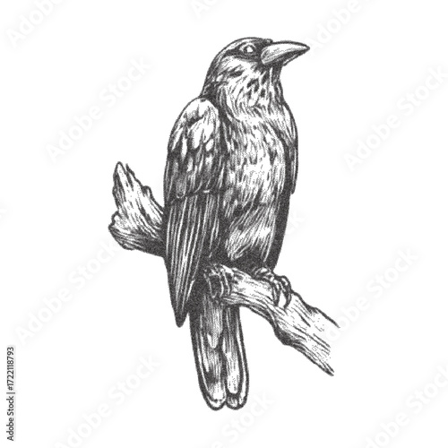 Vintage halftone engraving of raven perched on branch, stippling photocopy texture with grunge and retro effect, gothic crow vector illustration for dark mystical design projects