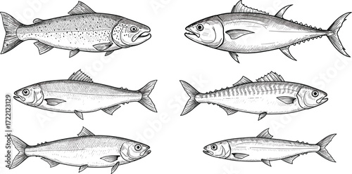 Fish species, black and white, detailed illustration, marine biology, anatomical sketch, ocean life, scientific drawing, vector art, educational graphic