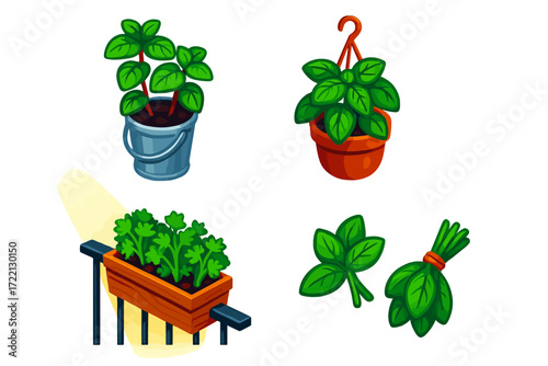 Balcony Herb Garden. Isometric vector illustration set Balcony Herb Setup: mint in metal bucket, basil in hanging pot, parsley in