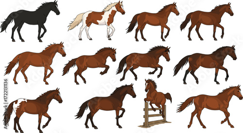 Running and jumping horses vector illustration, equestrian clipart with galloping, trotting, walking and show jumping poses, domestic farm animals for design projects