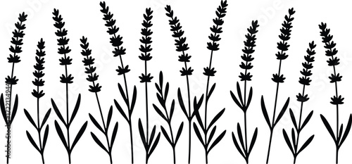 Lavender plant silhouette vector, tall stems with clustered flowers, black and white, botanical illustration, cartoon style, nature design, floral element