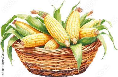 Basket with corn cobs watercolour vector illustration.