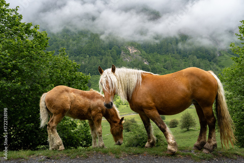Scenic view of horses grazing in the French Pyrenees Mountains, perfect for travel, nature, and rural lifestyle themes.