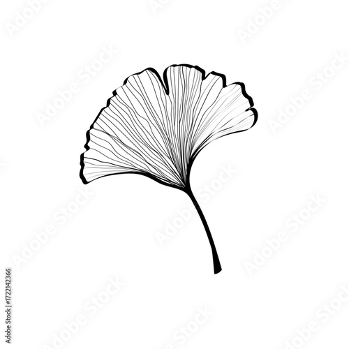 Ginkgo biloba leaves sketch. Decorative sceleton leaf. Vector hand drawn illustration. Minimal line art style.