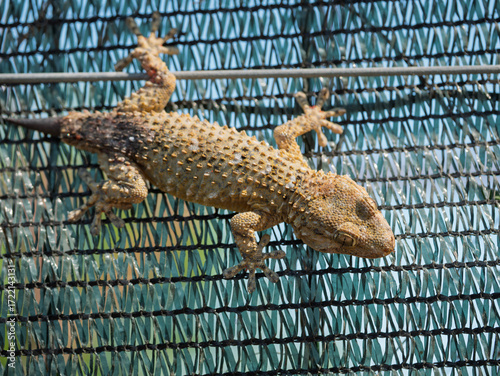 Gecko (Tarentula mauritanica). An interesting young and curious gecko.