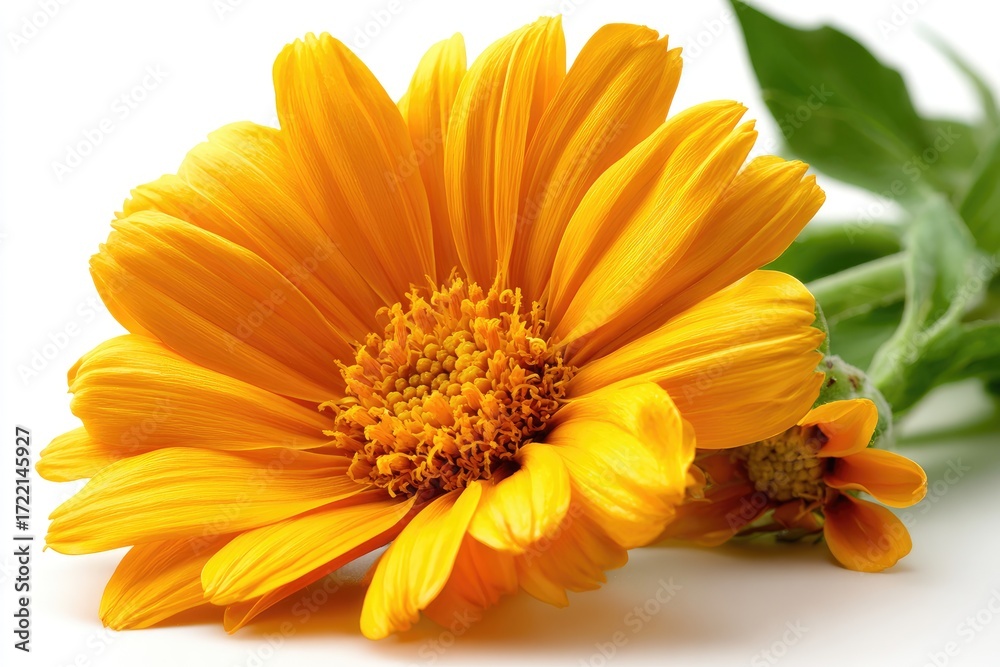 Fototapeta premium Close-up of a vibrant orange flower.