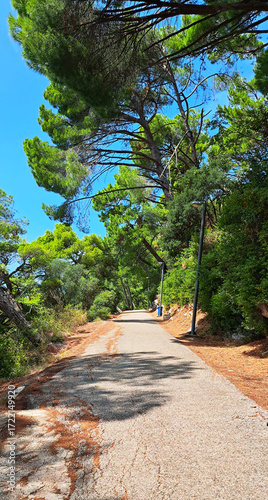 Sunny promenade path shaded by tall pine trees, lined with streetlights, and bordered by lush greenery under a bright blue summer sky. Montenegro, Petrovac.