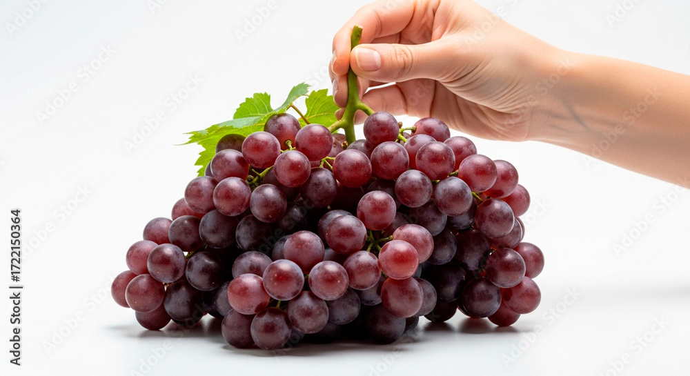 Fototapeta premium A Hand Holding a Bunch of Grapes with a Vineyard in the Background