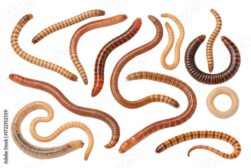 Collection set of worms isolated on transparent or white background, png