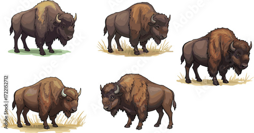 American bison illustration set, wildlife animal drawing, muscular buffalo poses, nature sketch, fur texture detail, prairie terrain, educational artwork, anatomy study