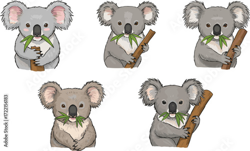 Cartoon koala illustration, cute animal pose, eucalyptus leaf chewing, playful koala characters, gray and beige fur, nature theme, vector drawing, character design