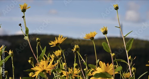 Hoverfly on Prairie Sunflower – 4K UHD (59.94fps)