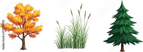 Autumn tree with orange leaves, tall green grass with seed heads, evergreen pine tree, seasonal vegetation illustration, nature landscape, botanical diversity scene