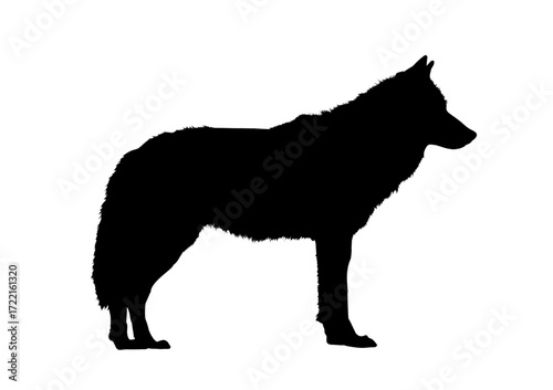 Wolf silhouette - vector illustration