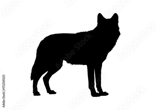 Wolf silhouette - vector illustration