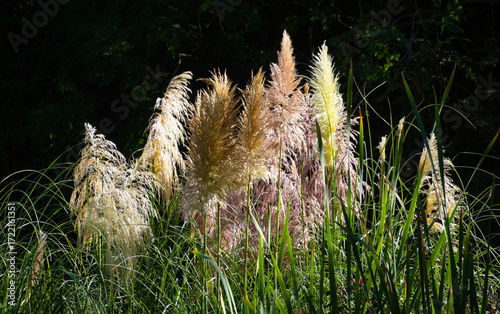 Sunlit pampas grass on dark plant background
