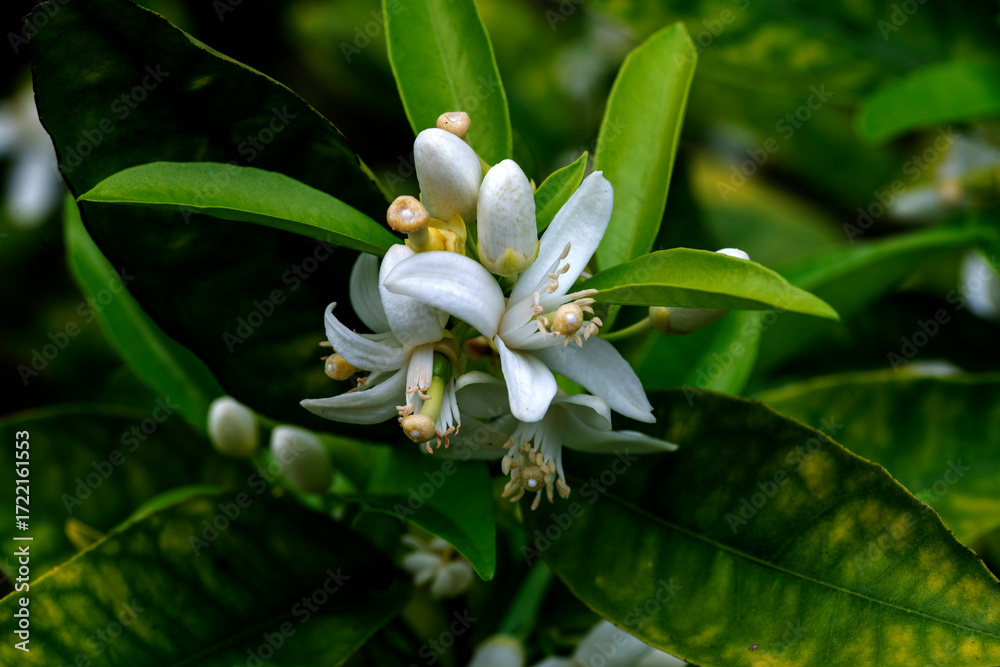 Fototapeta premium A single, star-shaped lime flower