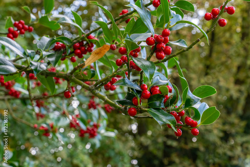Columnar English Holly (Ilex aquifolium 'Pyramidalis') bearing smooth-edged leaves and vivid red berries—symbolising evergreen resilience and autumnal abundance