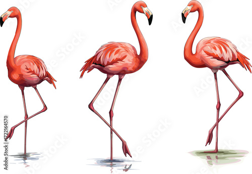 Flamingo illustration, pink bird, standing pose, water reflection, tropical wildlife, cartoon style, nature art, graceful stance, feather detail, exotic habitat