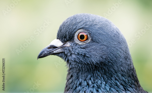 close up of a pigeon