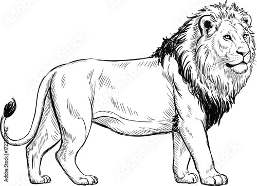 Lion sketch, vector illustration, wild animal drawing, black background, majestic pose, powerful stance, side view, hand drawn, wildlife art