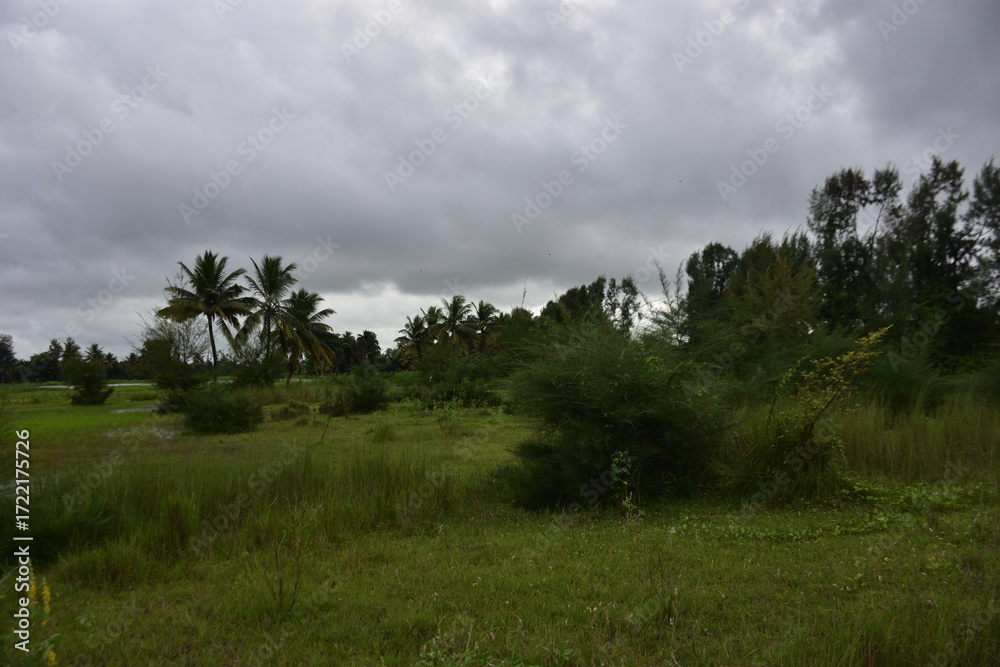 Obraz premium Riverbank afforestation with casuarina and coconut trees along Bakkhali River, Cox’s Bazar Bangladesh – climate resilience and green conservation landscape