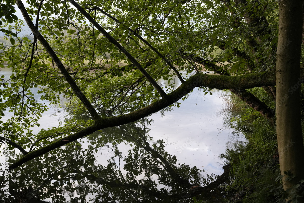 Obraz premium VEGETAZIONE SUL FIUME