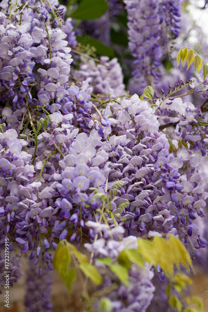 Obraz premium A mesmerizing close-up of vibrant purple wisteria cascades, showcasing the delicate clusters of flowers in full spring bloom.