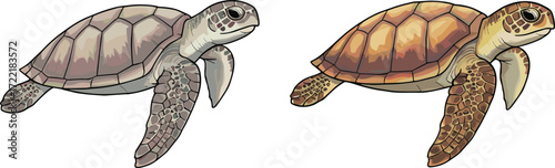 Two sea turtle illustration, marine wildlife drawing, colorful shell comparison, ocean animal sketch, educational nature graphic, aquatic reptile artwork, swimming pose
