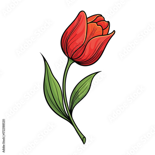 Vibrant red tulip flower with green leaves and stem isolated on white background.