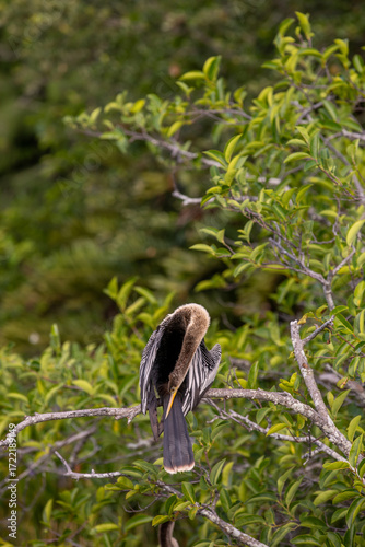 Anhinga perched on branch with bent neck