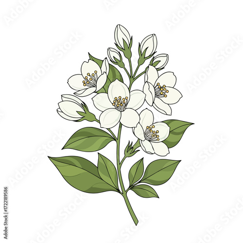 Elegant jasmine branch with delicate white flowers and vibrant green leaves.