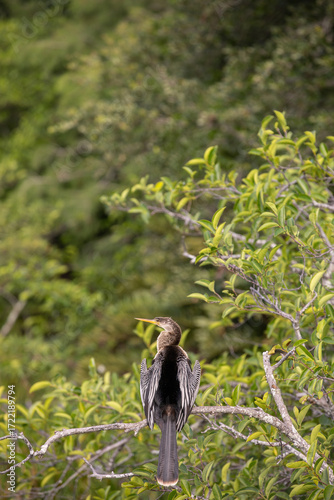 Anhinga perched in tree 