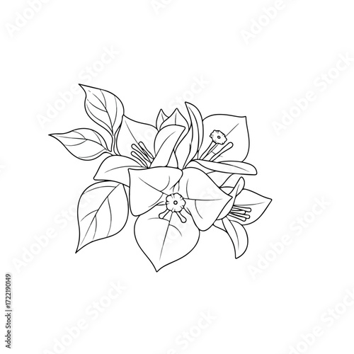 Detailed black and white drawing of bougainvillea flowers and leaves.