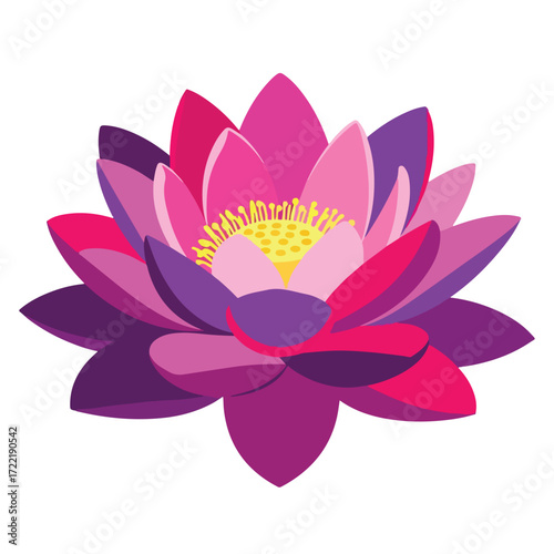 Vibrant Purple and Pink Lotus Flower Blossom.