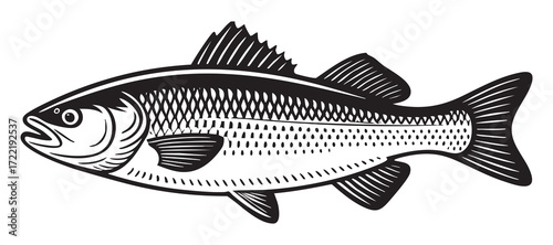 Illustration Of A Freshwater Fish With Detailed Scales And Tail For Stock Photos