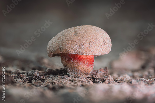Bitter Bolete (Caloboletus calopus) Macro Close-Up in Autumn