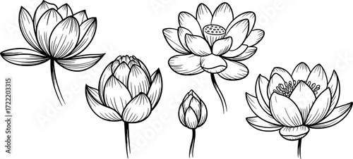 Black and white line art illustration of lotus flowers floral botanical