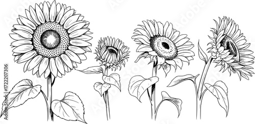 Black and white line drawing of four sunflowers line art botanical illustration
