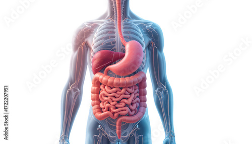 Anatomical illustration of the human digestive system, including the esophagus, stomach, liver, small intestine, and large intestine, isolated on transparent background