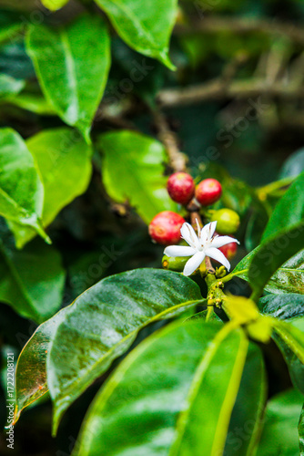 little coffee flower in a coffee plant with red beans