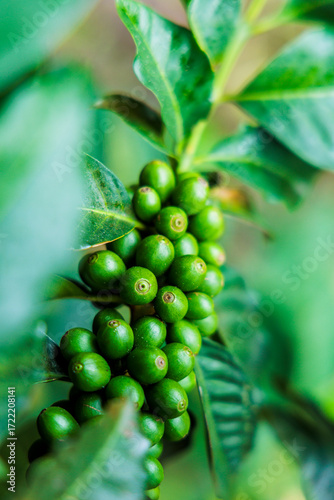 green coffee beans in a the coffee plant
